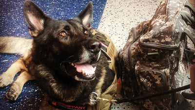 Coastal Bend Loses 'Hope,' a service dog who saved a well-known veteran's life.